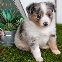 Rowen - Blue merle female Miniature Australian Shepherd puppy in Granbury, Texas from Best Little Aussies