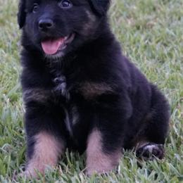 Australian Shepherd Puppies from Crown C Aussies