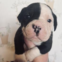 1 - male Alapaha Blue Blood Bulldog puppy in Grafton, Ohio from Eclipse Alapaha Kennels
