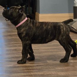Madison - Black brindle female Cane Corso puppy in Grandville, Michigan from Platinum Ranch Cane Corsos