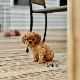 Lottie - Ruby Cavalier King Charles Spaniel puppy in Bethel, Pennsylvania from LanTre Valley Cavaliers