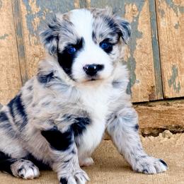 Riot - Blue merle female Australian Shepherd puppy in Mineral Wells, Texas from A6 Australian Shepards