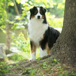 Whitney - Australian Shepherd