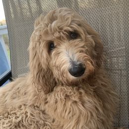 Double Doodles from Foggy Bottom’s Farm