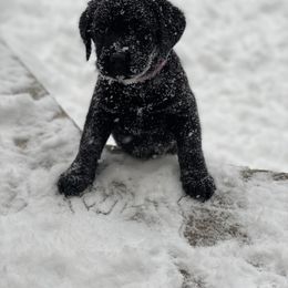 Labrador Retriever Puppies from One Willow Labradors
