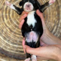Goldfish - Tri-color male Bernedoodle puppy in Yuciapa, California from AlltheDoodlez_