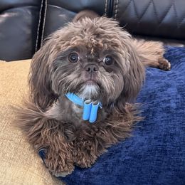 Cooper - Shih Tzu
