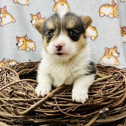Bear - Black and tan male Pembroke Welsh Corgi puppy in Manchester, Kentucky from Riverside Corgis