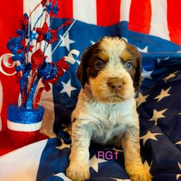 RG1 - Tri-Roan female English Springer Spaniel puppy in Britton, South Dakota from K&S Canines