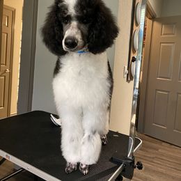 Poodle Puppies from Mars  Glitz Poodles