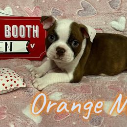 Boston Terrier Puppies from Heather's Boston Babies