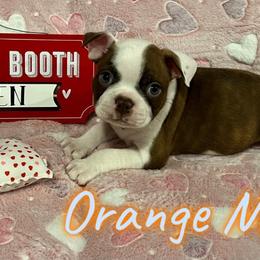 Boston Terrier Puppies from Heather's Boston Babies