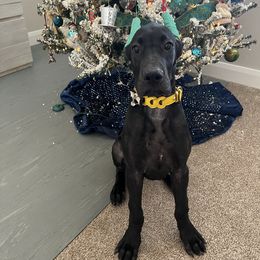 Great Dane Puppies from Dragon House Danes