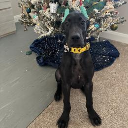 Great Dane Puppies from Dragon House Danes