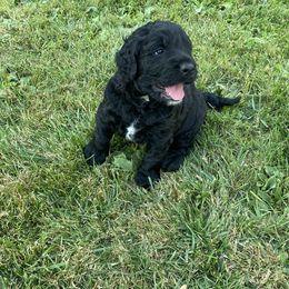 Boy 1 - Black and white male English Springer Spaniel puppy in Ferndale, Washington from Juanita’s Springers