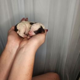 Boy 1 - Black and white male Cockapoo puppy in Fort White, Florida from Jade