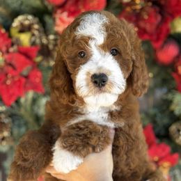 Zeke - Red  male Goldendoodle puppy in Yuciapa, California from AlltheDoodlez_