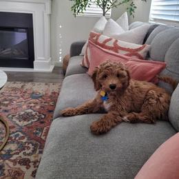 Double Doodle and Goldendoodle Puppies from GoldendoodlePaw