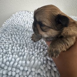Jack Jack - Gold male Shih Tzu puppy in Riverside, California from ShihTzuki Pups