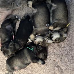 Girl 1 - Salt and pepper female Miniature Schnauzer puppy in Harnett County, North Carolina from Mystique Miniature Schnauzers