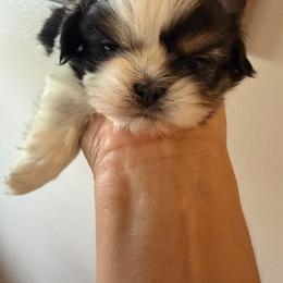 Lucas - Black and white male Shih Tzu puppy in Oak Hills, California from High Desert  Shih Tzu