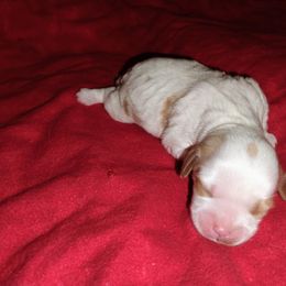 Girl 3 - Blenheim female Cavapoo puppy in Spanish Fork, Utah from Sugar Doodles Pups