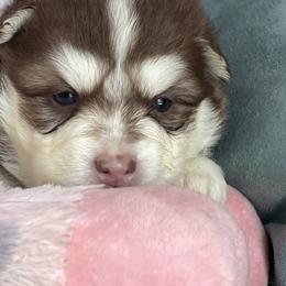 Bentley (light blue collar) - Red and white male Pomsky puppy in Diamond Lake, Washington from Husky Haven WA