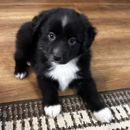 Bugsy - Black & white male Miniature Australian Shepherd puppy in Luling, Texas from Little Wood Toy and Mini Aussies