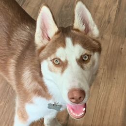 Hito - Siberian Husky
