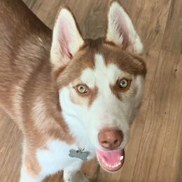 Hito - Siberian Husky