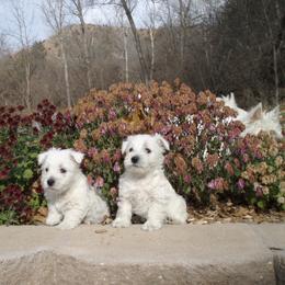 West Highland White Terrier Puppies from C&C Westies