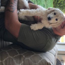 Goldendoodle and Poodle Puppies from 406 Poodles and Doodles