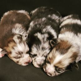 Pomeranian Puppies from Bella Luna Pomeranians