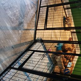 Labrador Retriever Puppies from Victory Retrievers