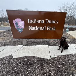 Labrador Retriever Puppies from Rose Gold Retrievers
