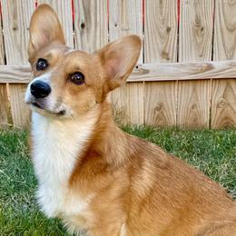 American Corgis and Pembroke Welsh Corgis from Desert Darlin’ Corgis