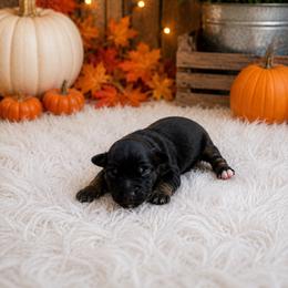 Darla - Black tri female Miniature Australian Shepherd puppy in Louisville, Mississippi from Kristy’s Kennels