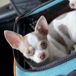 Chihuahua puppies from Cloud9 Chihuahuas