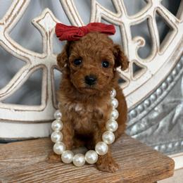 Red collar - Red  female Goldendoodle puppy in Calico Rock, Arkansas from Cottrell’s Poodles & Doodles