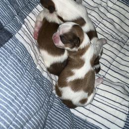 Shih Tzu Puppies from Wood Foo Breeders