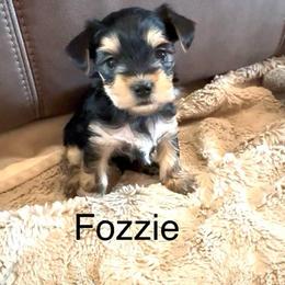 Fozzie - Black and tan male Yorkshire Terrier puppy in Goode, Virginia from Glass Hill Yorkies