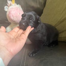 Female 1 - Black female German Shepherd puppy in Denver, Colorado from Morales Kennels