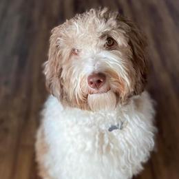 Assorted Doodle Crosses and Bearded Collie Puppies from White Tips Ranch