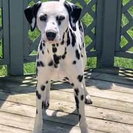 Dalmatians from LoVeLi Dals