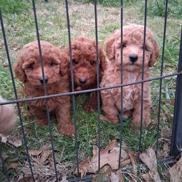 Green collar boy - Red  male Poodle puppy in Hogansville, Georgia from Grace Colt Farms