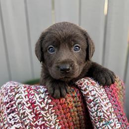 Star - Charcoal female Dilute Retriever puppy in Baldwin City, Kansas from Hedge Lane Labradors