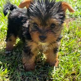 Girl 1 - Black and tan female Yorkshire Terrier puppy in Summerville, South Carolina from Our Yorkie and Morkie Puppies of Summerville, South Carolina.