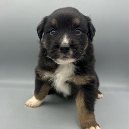 Carl - Black tri-color male Australian Shepherd puppy in Scottsville, Virginia from Cedar Creek Aussies
