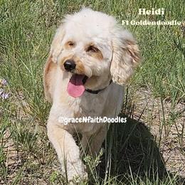 Goldendoodle puppies from Grace N Faith Doodles