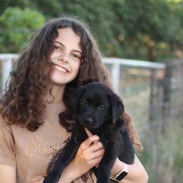 Labrador Retriever Puppies from Angela Zeyfang